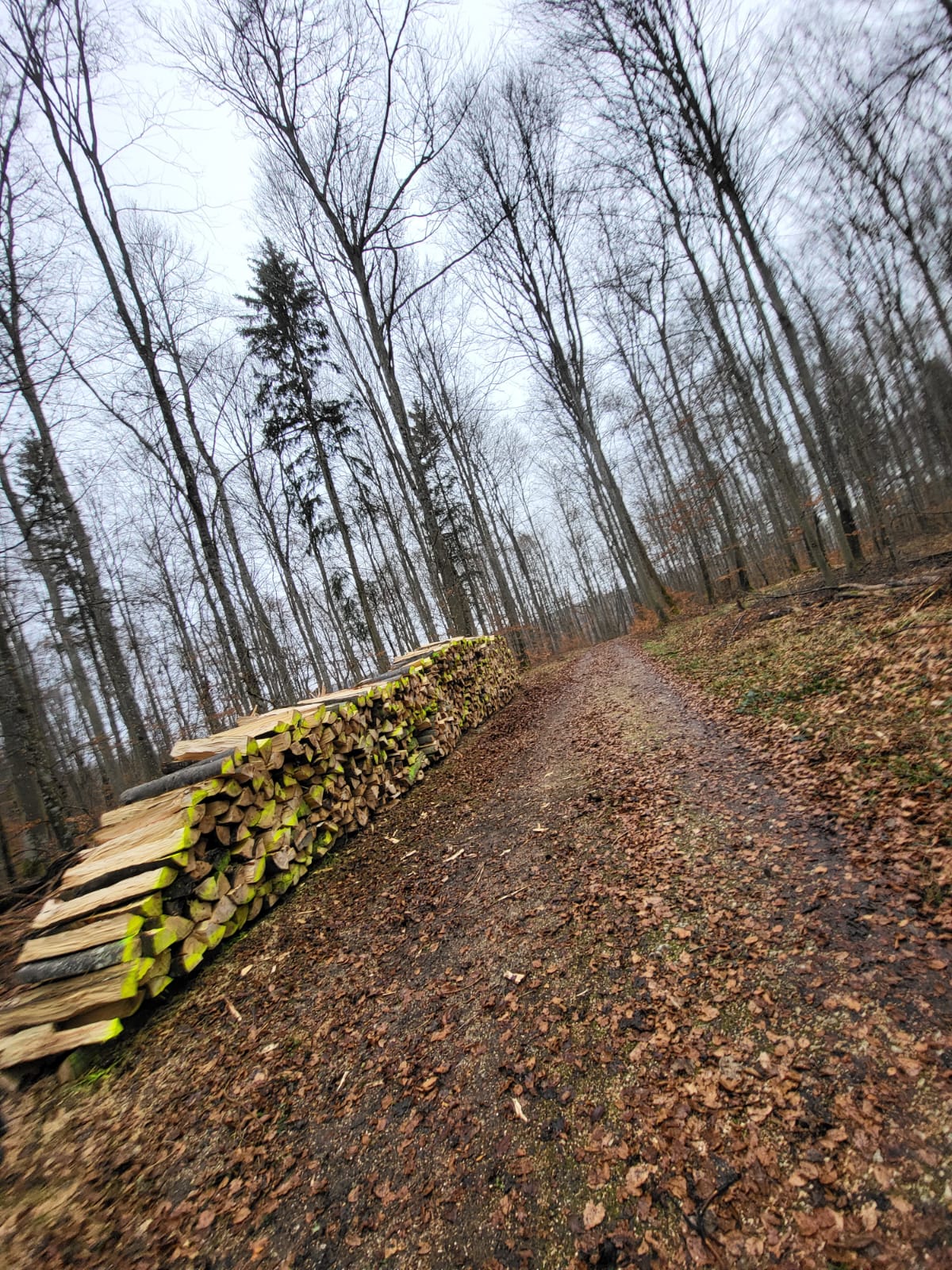 🍂 Gartenpflege & Mulch-Mäharbeiten
